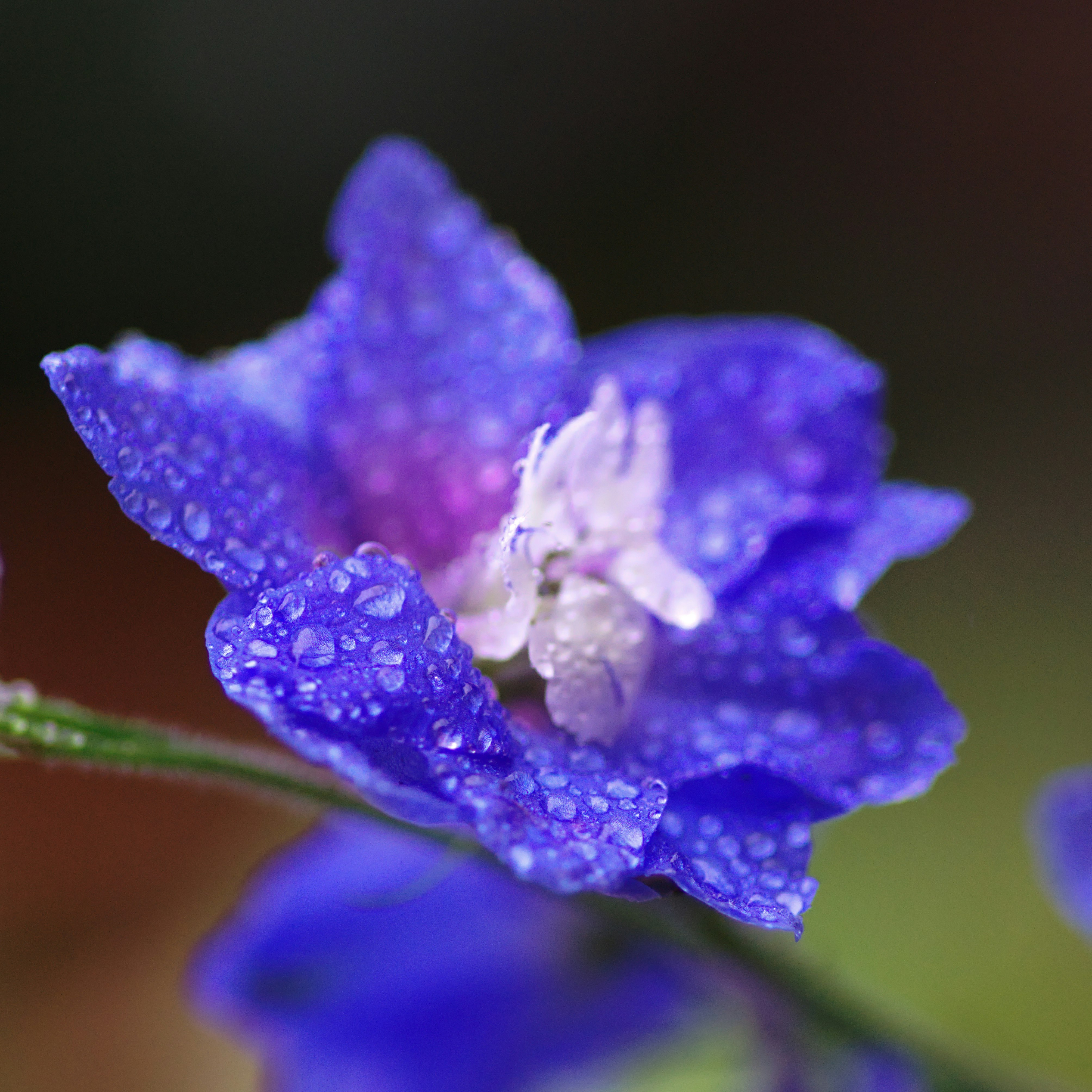 purple flower in macro shot